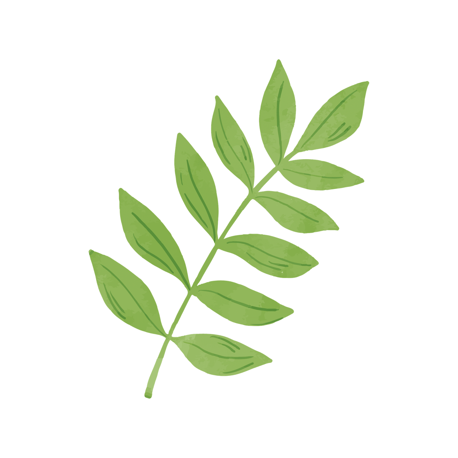 Moringa Leaf ingredient