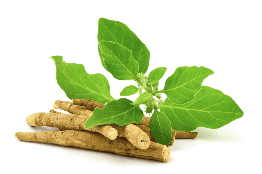 Fresh herbal medicinal roots with vibrant green leaves, ideal for herbal remedies and traditional medicine.